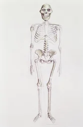 Skelett av Australopithecus africanus